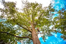 Best Commercial Tree Services  in Kootenai, ID