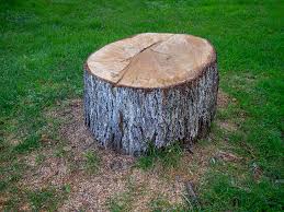 Best Root Management and Removal  in Kootenai, ID