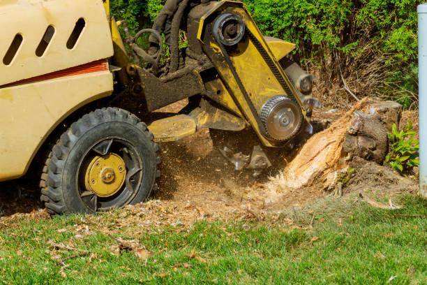 Professional Tree Services in Kootenai, ID